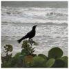 St Johns County placed under Tropical Storm Warning