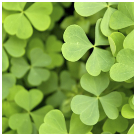 Lighthouse is beneficiary from St Patrick’s Day celebration