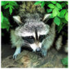 Rise in sick raccoons could threaten pets