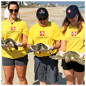 Sea turtles rehabilitated and returned to their native environment