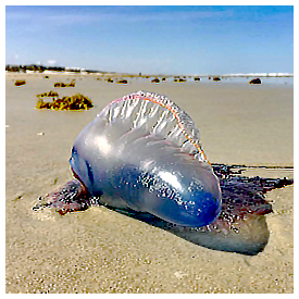 Man o’ War more dangerous than jellyfish