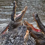 Editorial: Little known facts about Florida history