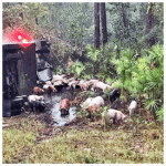 Two tractor-trailers collide dumping livestock onto roadway