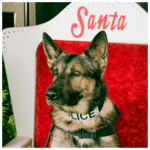 Beach police make Christmas brighter for furry friends