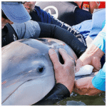 Stakeholders study Florida red tide effect on marine mammals