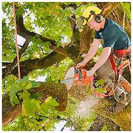 Tree trimming scheduled for West Augustine