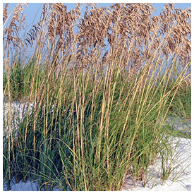 Sea Oats Planting Project at St Augustine Beach