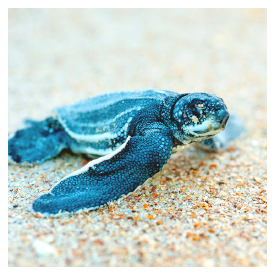 St Johns County urges precautions to protect sea turtle nests