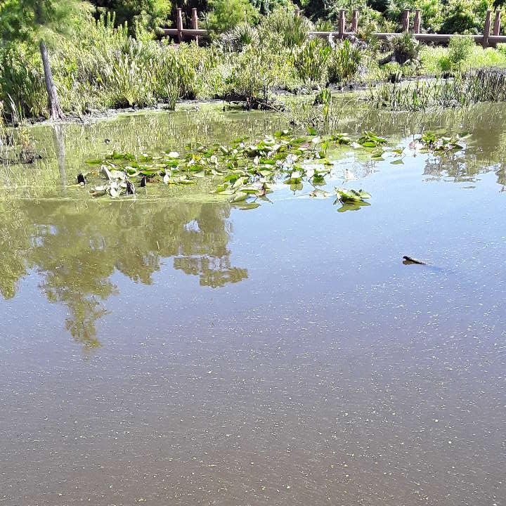 Blue-Green Algae found in St Johns River