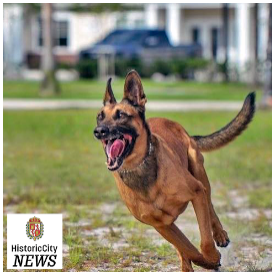 K-9 Deputy Maverick retires after 9 years of service